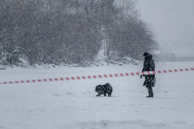 Три карантина по бешенству введены в Зауралье