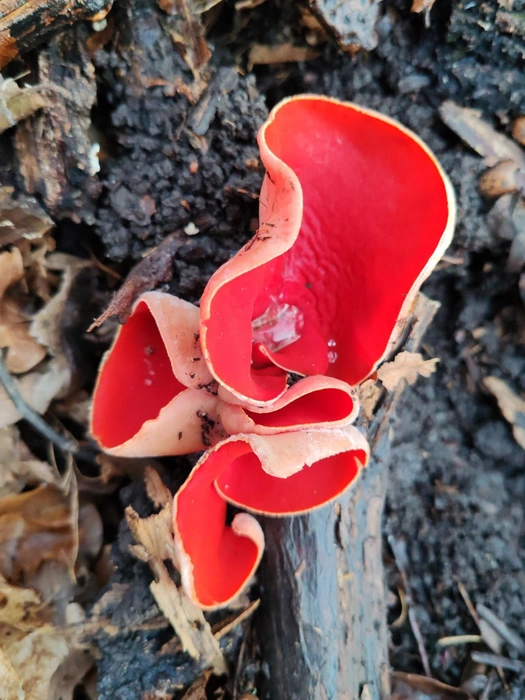 У грибницы ушки на макушке | Источник: «Жигулёвский государственный заповедник» / vk.com