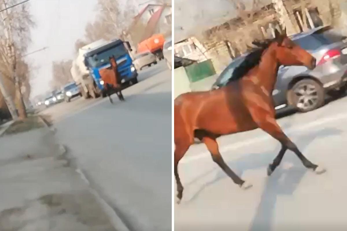 Лошадь без наездника проскакала по дороге в Новосибирске — эпичное видео -  7 мая 2023 - НГС.ру