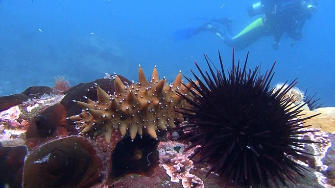 Источник: Seacucumber-museum.com