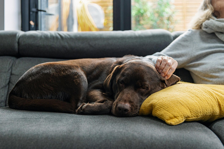 5 признаков того, что у вашей собаки развивается деменция