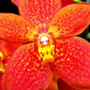 userpic__siennasanter