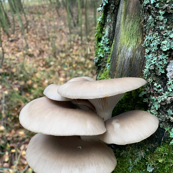 Источник: Грибы и Грибники Подмосковья / vk.com