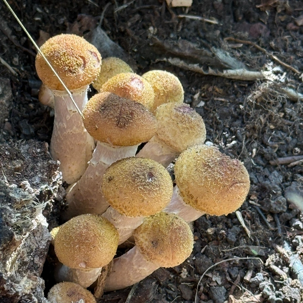 Источник: Дары лесов Урала. Грибы Екатеринбурга и области / Vk.com