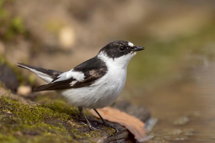 Мухоловка-белошейка (Ficedula albicollis) | Источник: Monica Viora/Shutterstock/Fotodom.ru