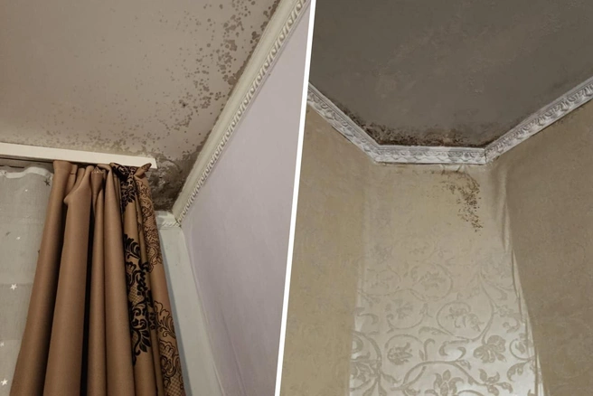 У жительницы многоэтажки на улице Широтной появилась плесень и трещины | Источник: читательница 72.RU