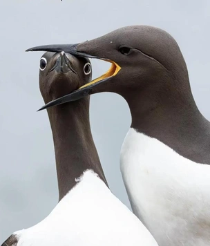 Самые смешные фото животных в октябре 2025 года