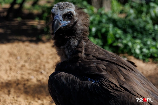Черный гриф за минуту до снимка атаковал ребенка, дразнившего птицу | Источник: Ирина Шарова / 72.RU
