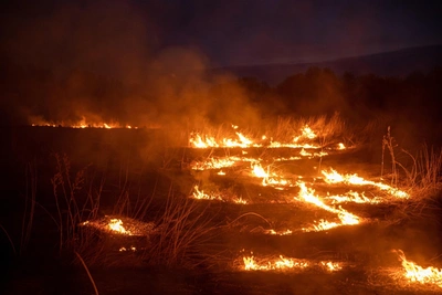 Novosibirsk Ministry Sues to Recover Forest Fire Costs