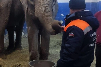 Слон сбежал из цирка в Самаре: детали побега