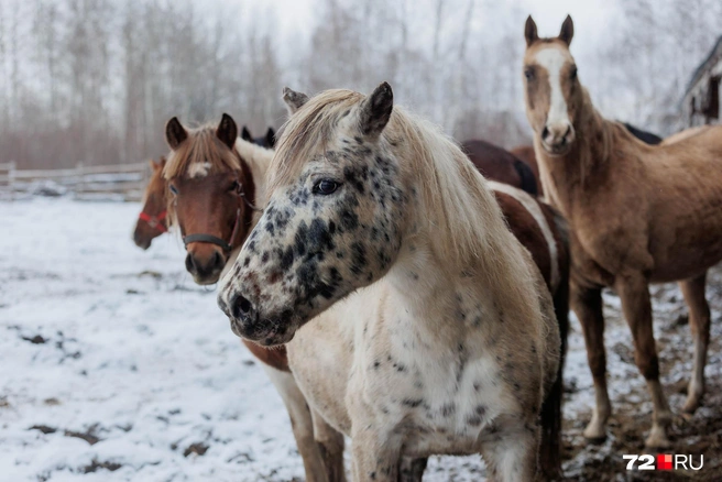 Тут живут и пони, и обычные лошади | Источник: Ирина Шарова / 72.RU