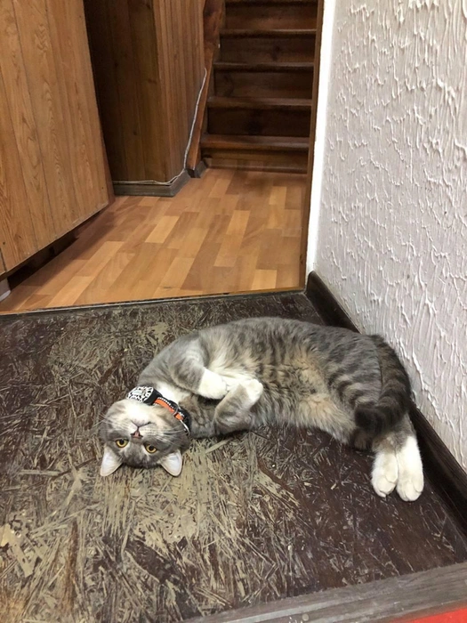 Но может быть милашкой, когда ему это надо | Источник: Денис Моисеев