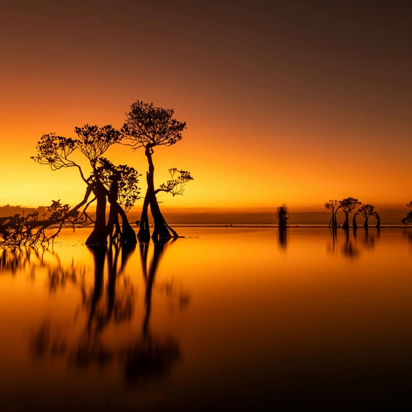 Финалист в номинации «Пейзаж с земли» | Источник: Gwi Bin Lim / Mangrove Photography Awards 2025