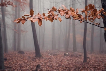 Тест: Какой вы осенний период?