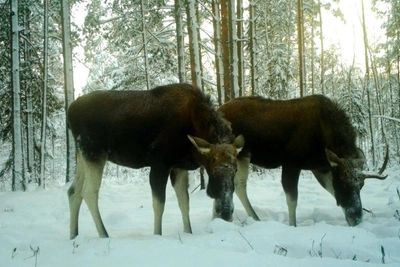 Трех лосей видели у Приморского шоссе в Петербурге