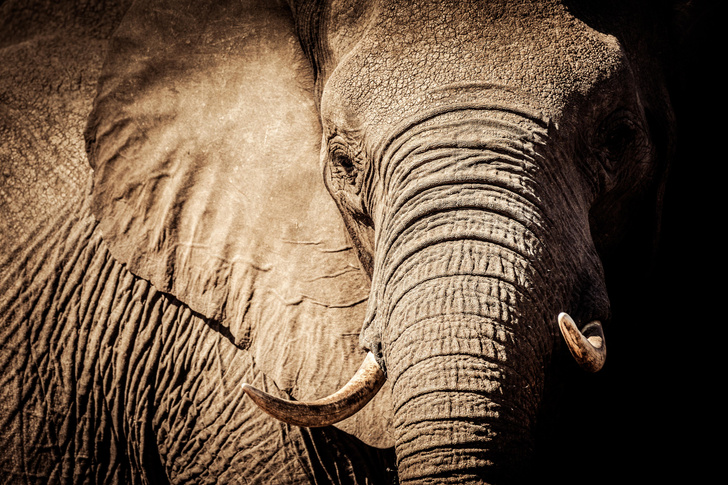 Когда лицом и едят, и работают: найдена разгадка особой мимики слонов
