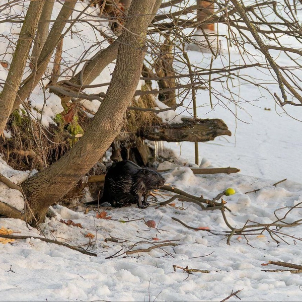 Источник: Антон Кубышкин / «Грибы и Грибники СПб»