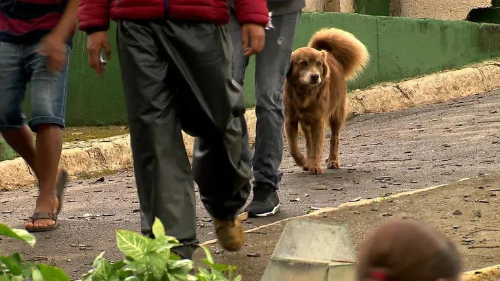 Закон Боба Могильщика: в Бразилии разрешили хоронить домашних животных вместе с хозяевами