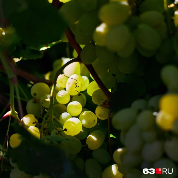 Источник: Роман Данилкин / 63.RU