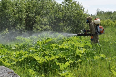 В Ивановской области усиливают борьбу с борщевиком