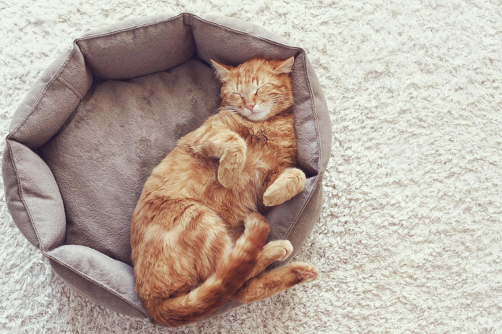 почему кошки на самом деле так много спят