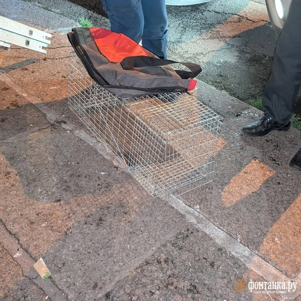 Источник: Даниил Шурыгин / «Фонтанка.ру»