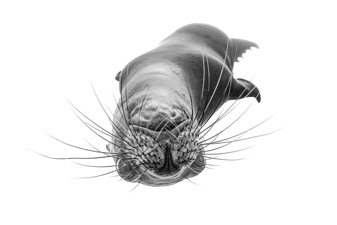 Источник: Fabi Fregonesi /&nbsp;Fine Art Photography Awards 2026