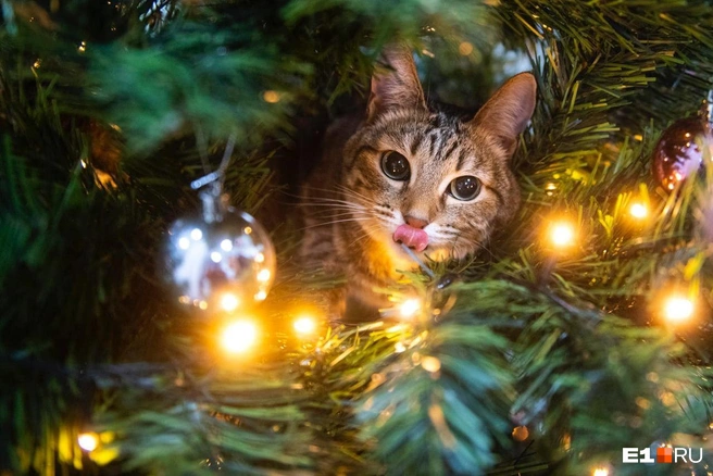 Какое бы украшение елки вы ни выбрали, не забудьте дать всё проверить главному эксперту по огонечкам | Источник: Артем Устюжанин / E1.RU
