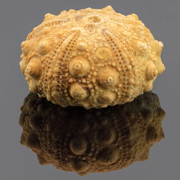 Ископаемый морской еж (Hypodiadema guerangeri), Дегре, Франция | Источник: Diego Delso, CC BY-SA 4.0, via Wikimedia Commons