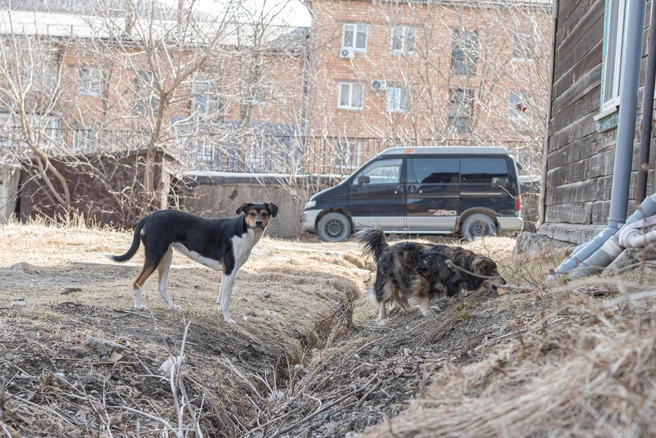 На Ставрополье разрешили усыплять собак | Источник: Елена Буйвол / VLADIVOSTOK1.RU