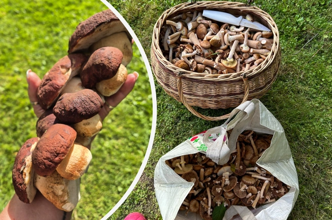 Рассказываем, какие грибы можно найти в лесах Подмосковья в сентябре | Источник: Инна Маренцова / Marina Marina / Грибы в Подмосковье 2025 / VK.com