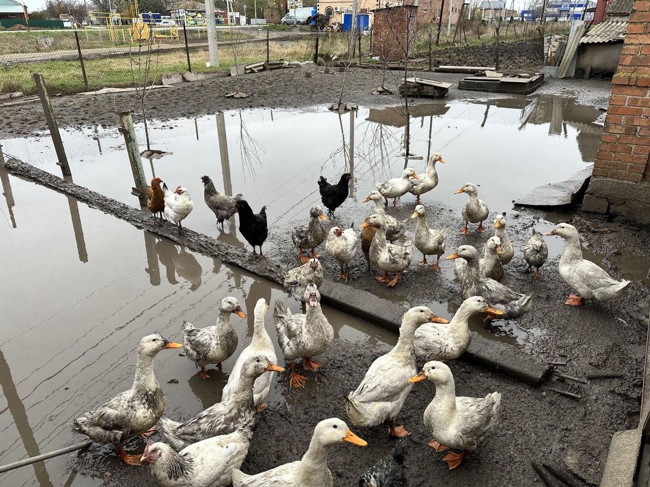 Как пригород Ростова захлебывается в грунтовых водах, поднявшихся из-за  застройки поймы - 23 ноября 2023 - 161.ру