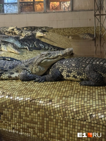 Крокодилы друг для друга&nbsp;— настоящая семья | Источник: CrocChronicles