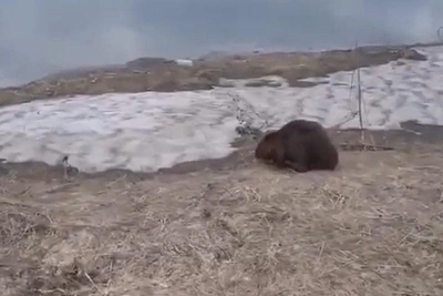 В Татарстане спасли бобра, убежавшего в подвал от собаки