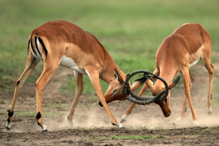 Ясноглазая жертва: как выживает антилопа импала, которая всегда настороже