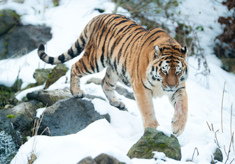 В Якутии впервые за последние полвека обнаружены следы амурского тигра
