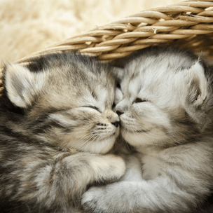 Гадание на котятах: кто в тебя безответно влюблен? 💔