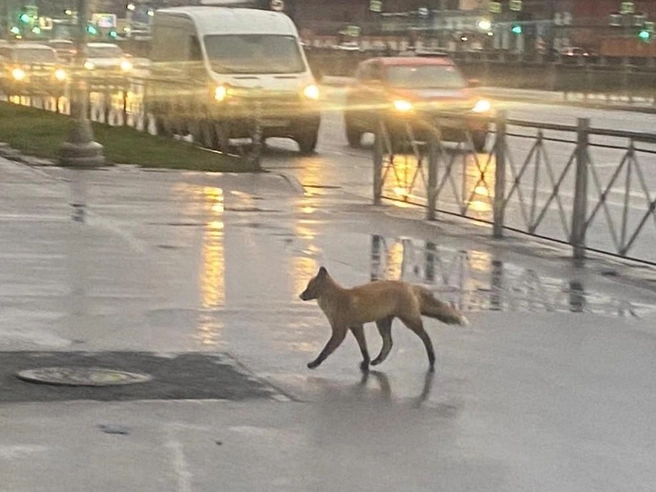 Лиса в Петербурге продолжает путешествовать. На этот раз ее заметили на Обводном канале | Источник: читательница «Фонтанки» Ксения