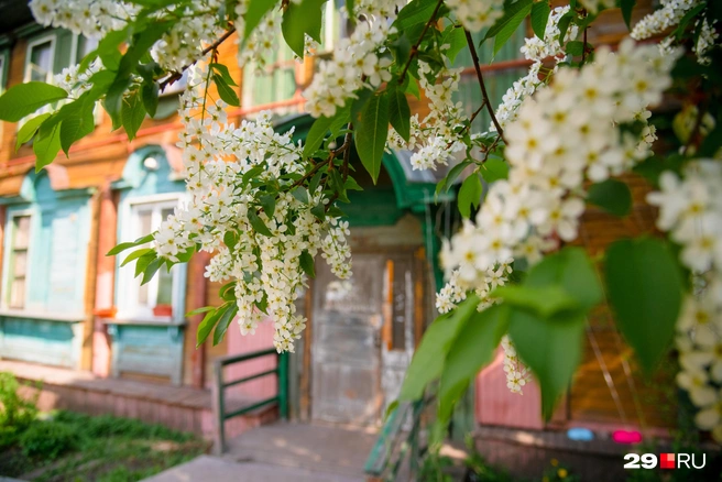 Источник: Иван Митюшёв / 29.RU