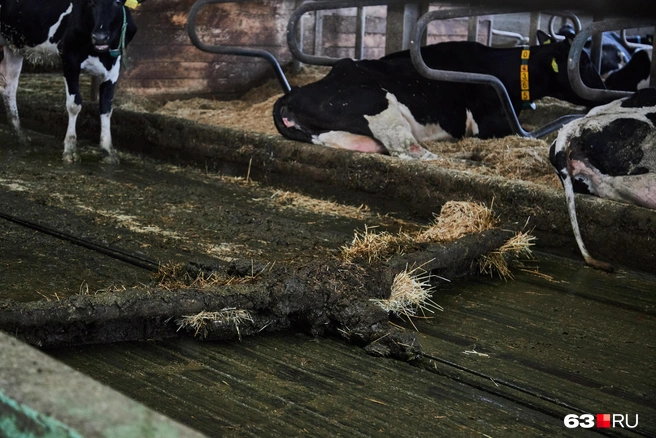 Запах замечательный! А что вы хотели? | Источник: Роман Данилкин / 63.RU