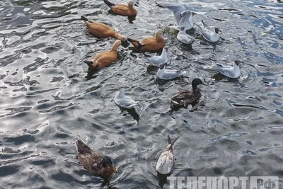 Сезон охоты на гусей и уток в Приамурье стартует в апреле-мае