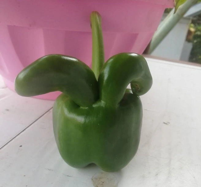 Занятная форма | Источник: читатель 72.RU