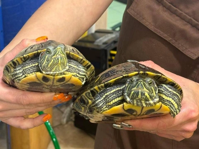 В Ленинградский зоопарк подбрасывают красноухих черепах. Рассказываем, почему этого делать нельзя | Источник: Ленинградский зоопарк