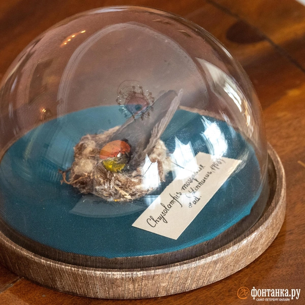 Источник: Mikhail Ognev