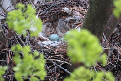 Борьба за выживание: история вороньего гнезда на Васильевском