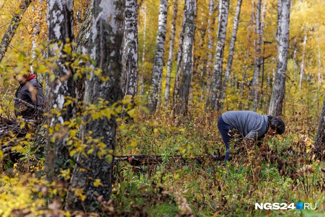 Что только не найдешь в лесах в черте города | Источник: Мария Ленц / NGS24.RU