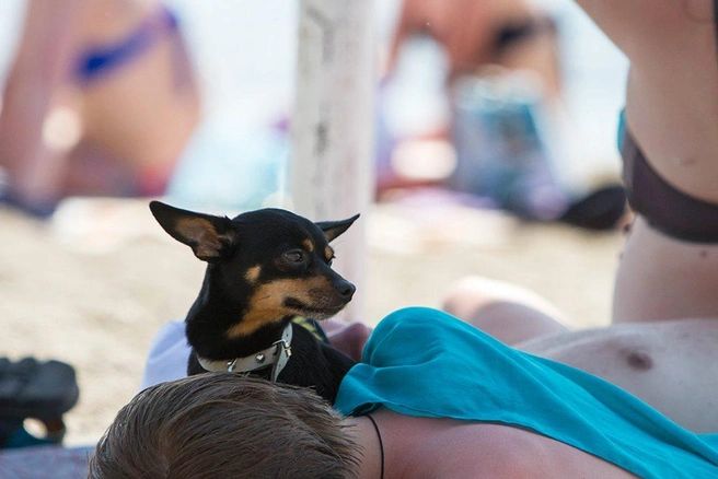 Источник: Анна Хвостова