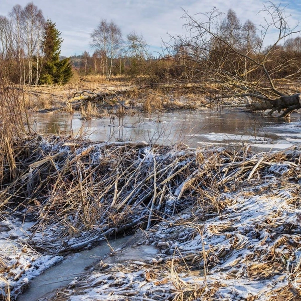 Источник: Nature Conservation Agency of the Czech Republic