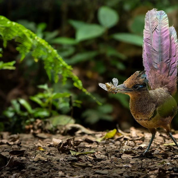 Рыжегузая земляная кукушка ловит цикаду в дебрях тропического леса Коста-Рики | Источник: Lior Berman / Wildlife Photographer of the Year 2025
