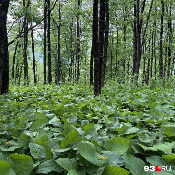 Заросли лопуха посреди леса | Источник: Екатерина Подымова / 93.RU
